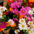 Flowers from the Oakhurst Farmers Market