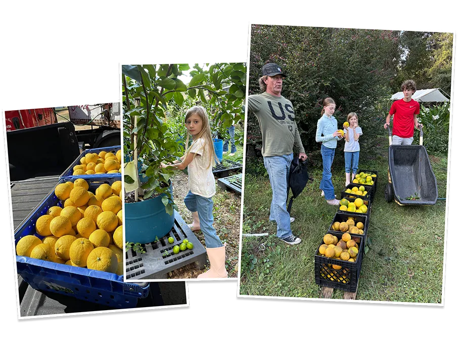 Fresh Georgia-grown lemons and fruit from the small family farms Sisters Lemonade sources from